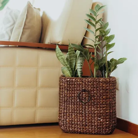 Racia - * Viana do Castelo